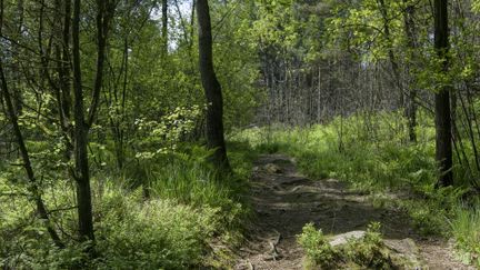 Naturområde med grönska med en stig att vandra på